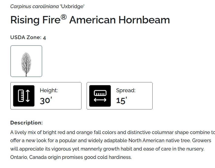 Rising Fire American Hornbeam 